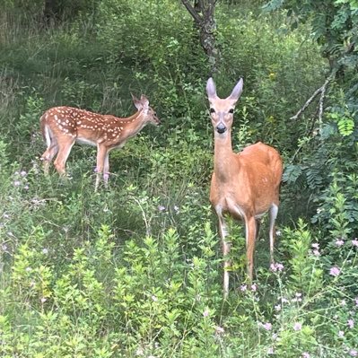 Be an adult. be responsible and accountable. family, community, and religion should shape your values, not your govt. brown trout/rainbow trout/brook trout