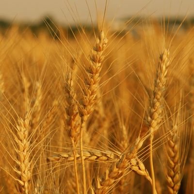 Strenght4dDay's profile picture. The contents of this profile are meant to strenghten the Believers