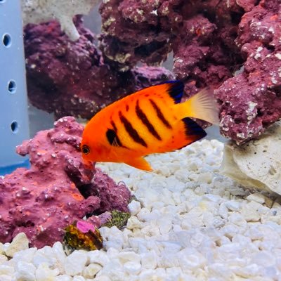 🟣マリンアクアリウム🐠 45㎝外部濾過魚水槽、60㎝自作OF魚水槽、リーファー250G(珊瑚水槽※勉強中)45㎝金魚水槽、カクレペアとルリヤッコ8年目👏 🟣ゲーム はモンハン🟣筋トレ💪 🟣釣り🎣🟣料理🍳🟣DIY🟣猫好き 🟣海全般大好き ※無言フォロー失礼します🙇♂️