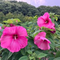 Old Me X (@mex196189) Twitter profile photo