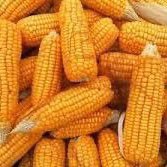 we supply all kind of corns white and yellow corns