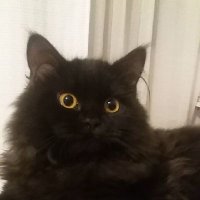 Otro Gato (@pigpenveint) 's Twitter Profile Photo