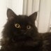 Otro Gato (@pigpenveint) Twitter profile photo Otro Gato (@pigpenveint) Twitter profile photo