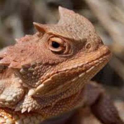 jaggedtoad8386 Profile Picture