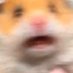 Hamster assutado (@hamsterassutado) Twitter profile photo Hamster assutado (@hamsterassutado) Twitter profile photo