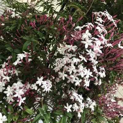 kouya0109's profile picture. 