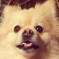 Laura@lovesherpups (@lauraseetz) 's Twitter Profile