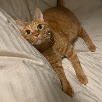 こんにちは、私の名前はチョビ、2歳です
私は賢くて遊び好きで怠け者です
新しい友達に会うのが大好きです
💝💘💖🌺🌻🌹🥀🌸💐🪻🌾🌷✨💫🌈