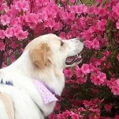 Native Texan. Texas A & M University. College of Charleston. Carolina Great Pyrenees Rescue.