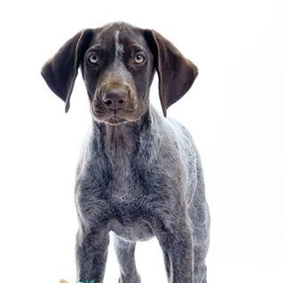 twopointerpups's profile picture. I'm an extraordinary girl GSP! I live in the USA.  I live life to the fullest!