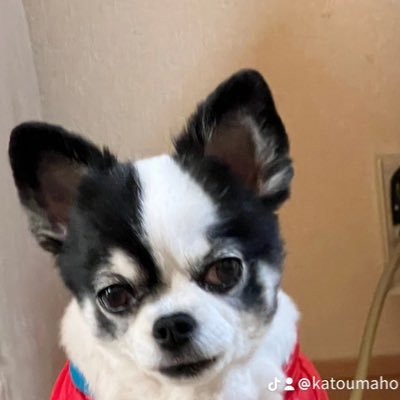 gk_lq's profile picture. まほ