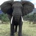 Save the Elephants (@elephantsupport) Twitter profile photo Save the Elephants (@elephantsupport) Twitter profile photo