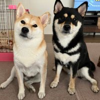 柴犬ナナのつぶやき🐾(@nana_shibainu) 's Twitter Profile Photo