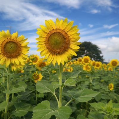 淡路島で悠々自適・・・玉葱とレタスに囲まれて暮らしてます。

令和３年３月を以てJA職員を退職し、専業農家になりました。

５０を前に新たな人生の出発やわ。