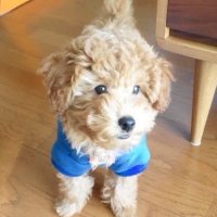 ちきん (@tikin_1016) 's Twitter Profile