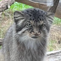 はやす (@hayasu_dayo) 's Twitter Profile