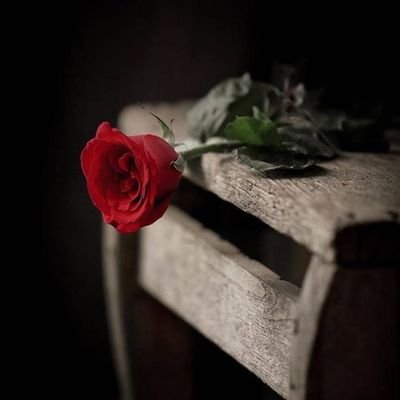 Esmail009953765's profile picture. 🥰🥰