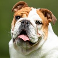 English_Bulldog_Heaven(@heaven_bulldog) 's Twitter Profile Photo