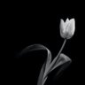 Alif_vocalizes's profile picture. Peaceful mind¦Medico¦Neutral¦Need Readers not Followers¦  🇵🇰 😍🙏 
#Alif