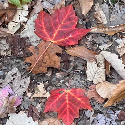 Tara6210's profile picture. 95% of tweets from this account will be sent to elected officials because gddammit our lives are all dependent on them taking climate action NOW.