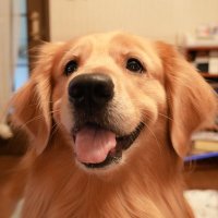 γγ¬πΆ (@ookiiwannchan) 's Twitter Profile