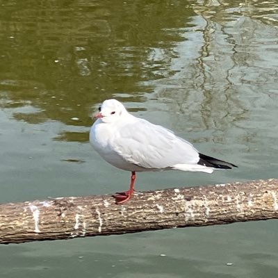 zGitwPzpHxqKIsd's profile picture. ゲームアカウント用です。 プリコネ・ガデテルをやっています。