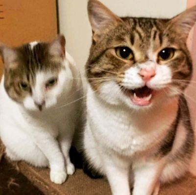 okmr_okok's profile picture. Androidエンジニアです 猫と美味しいものが好き