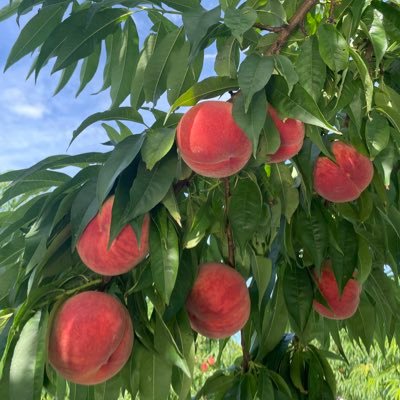 福島県福島市にてさくらんぼ🍒もも🍑りんご🍎を栽培している篠木果樹園です。 低農薬なのはもちろん、安心安全をモットーに食べて頂いたすべてのお客様が笑顔になれるような果物づくりを目指しています✨生育状況や当果樹園の日常をゆる〜くつぶやいていこうと思いますのでよろしくお願いします♪