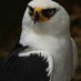 Javier callejas (@javierc81235055) Twitter profile photo Javier callejas (@javierc81235055) Twitter profile photo