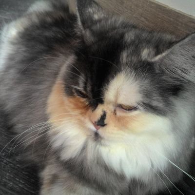 chayapha053125's profile picture. 