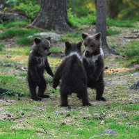 Nopperabō (@_hudson26_) 's Twitter Profile Photo