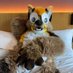 Aji (@ajiwoof) Twitter profile photo Aji (@ajiwoof) Twitter profile photo