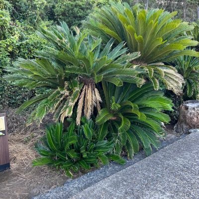 isasuzu0825's profile picture. たま