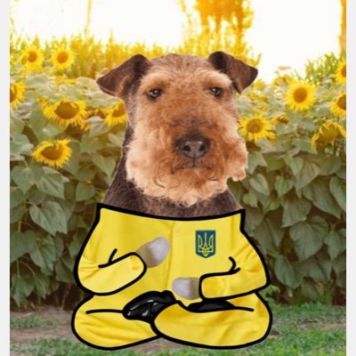 PianoPossible23's profile picture. Hi a Welsh Terrier fella is here.🐕😊  I like dancing, playing the piano,calisthenics and supporting Ukraine. 💛💙 🧘🏽🎹🇺🇦