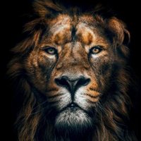 Mufasa (@starshinetakaz) 's Twitter Profile