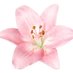 ⋆ ˚。⋆౨ৎ˚سـ (@iconiclibra777) Twitter profile photo ⋆ ˚。⋆౨ৎ˚سـ (@iconiclibra777) Twitter profile photo
