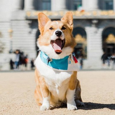 simbacorgi's profile picture. ruff