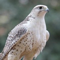 الصقر (@apn413867993064) 's Twitter Profile