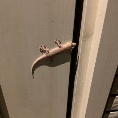 panota007's profile picture. 自己啓発、政治、IT関係、投資初心者、アクアリウム初心者、模型関係、ゲーム情報に利用