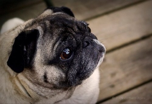 vancpug's profile picture. 