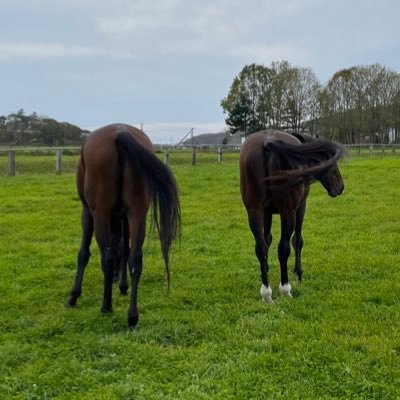 ゴールドシップ大好き 引退馬協会FP会員 渡辺牧場里親会 乗馬歴○年 馬と過ごす時間は人生の癒し💞🐴🐴🐴💞