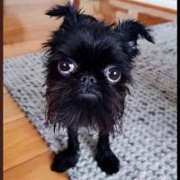 NoQinCongress (@alexdocz) 's Twitter Profile