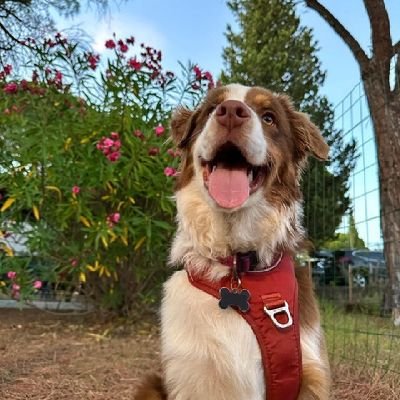 #chiens
#chats
#bergeraustralien
#dogdetibet
https://t.co/9fnOIGR6ly