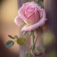 يمن (@yemen7387) Twitter profile photo