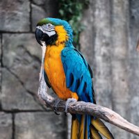 Macaw Class(@Y5Macaw) 's Twitter Profile Photo