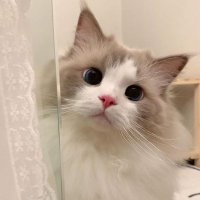 ivy (@iivyysaur) 's Twitter Profile