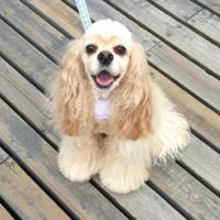 さりーねね (@sally_love_momo) 's Twitter Profile Photo