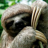 Sloth(@SlothhCSGO) 's Twitter Profile Photo