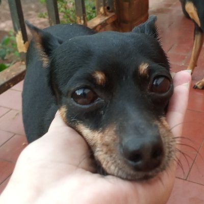 Hi, I'm lila and I have a tumor, that's why I'm looking for donations, if you can help me this is my paypal, I'll upload all the donations you make me thanking