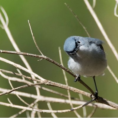 NathBoiss's profile picture. Bees don’t waste their time at explaining to flies that honey is better than shit .                           JE NE M’APPELLE PAS Nathan.